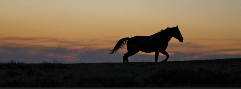 horse