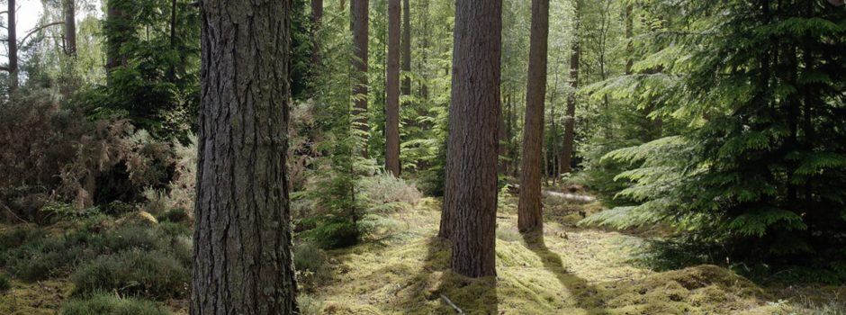 pines